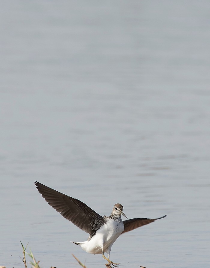 Green Sandpiper