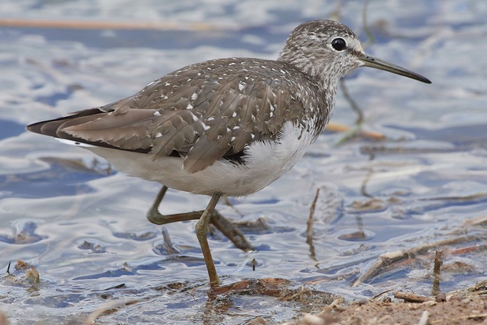 Green Sandpiper