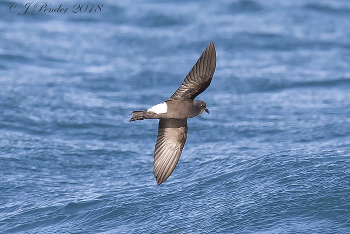 Wilson's Petrel