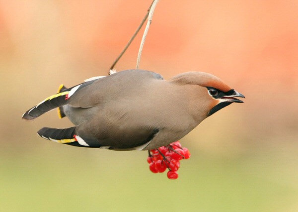 Waxwing