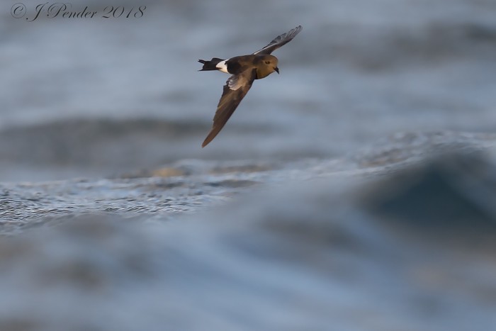 Wilson's Petrel