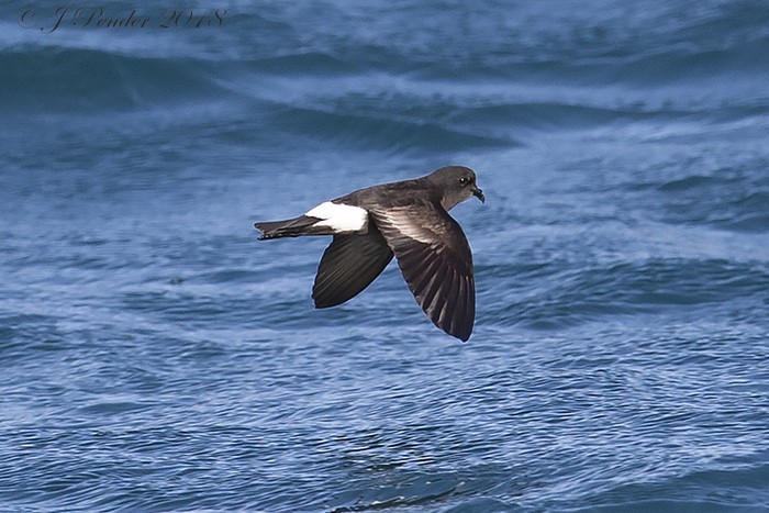 Wilson's Petrel