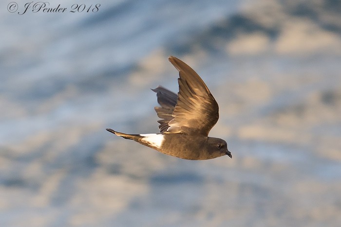 Wilson's Petrel