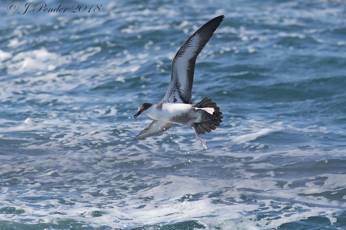 Great Shearwater
