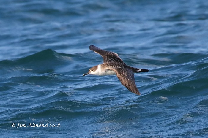 Great Shearwater