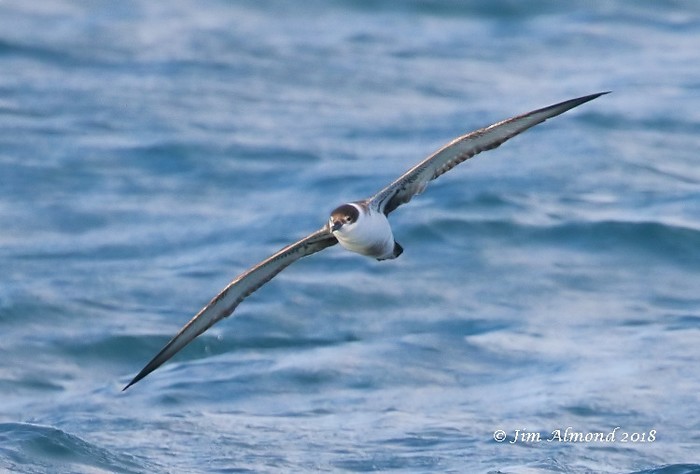 Great Shearwater