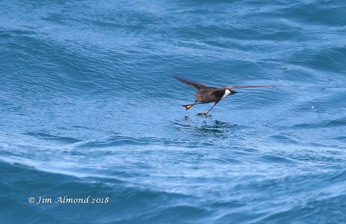 Wilson's Petrel