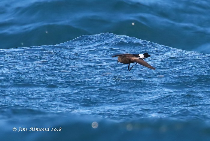 Wilson's Petrel