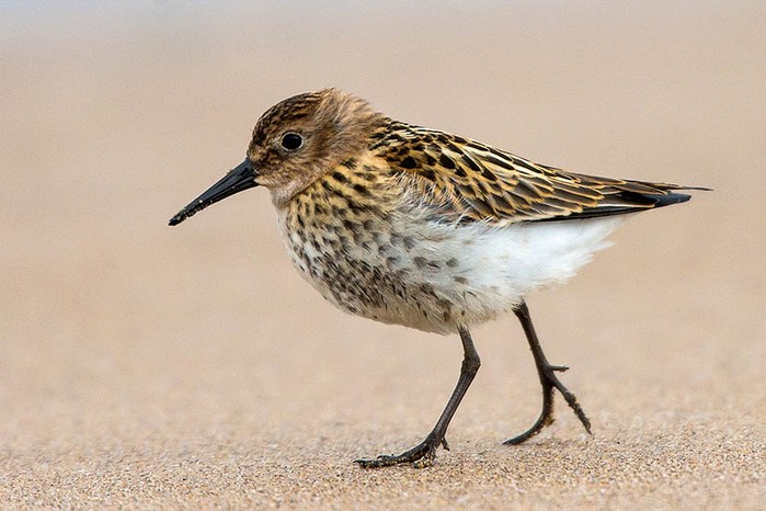 Dunlin