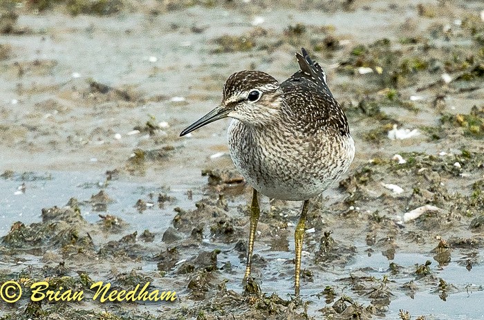 Wood Sandpiper