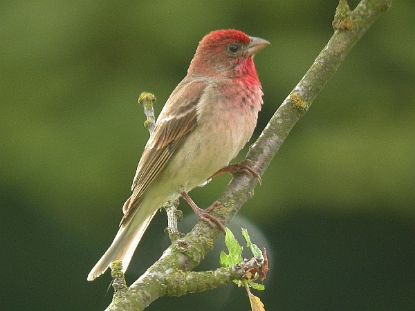 Common Rosefinch
