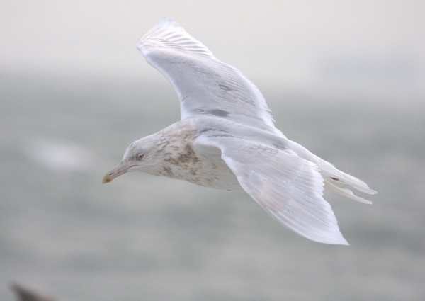 Glaucous Gull