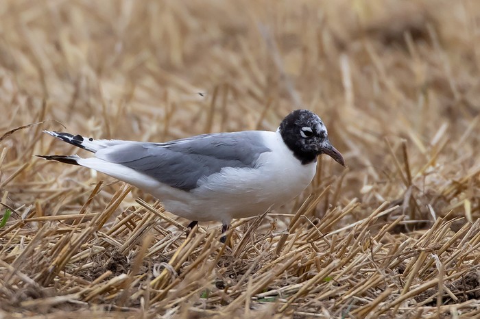 Franklin's Gull