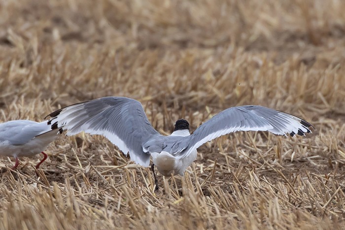 Franklin's Gull