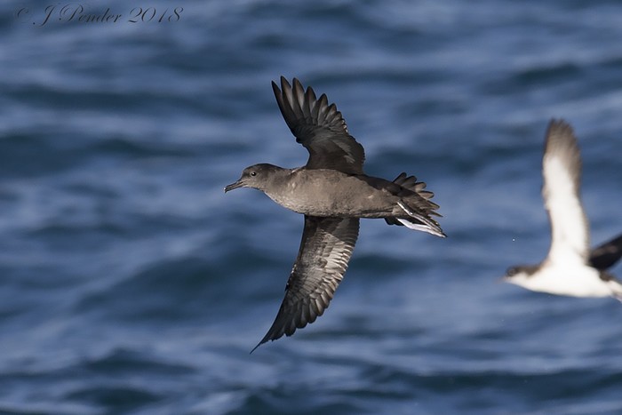 Sooty Shearwater