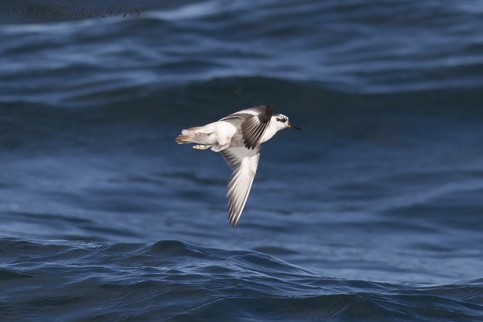 Grey Phalarope