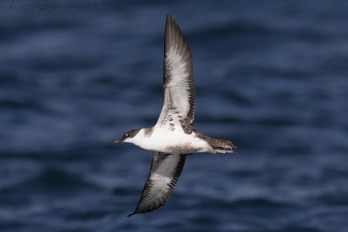 Great Shearwater
