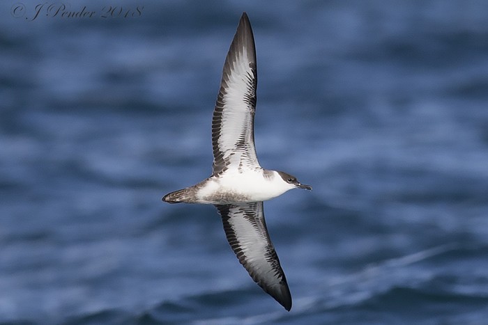 Great Shearwater