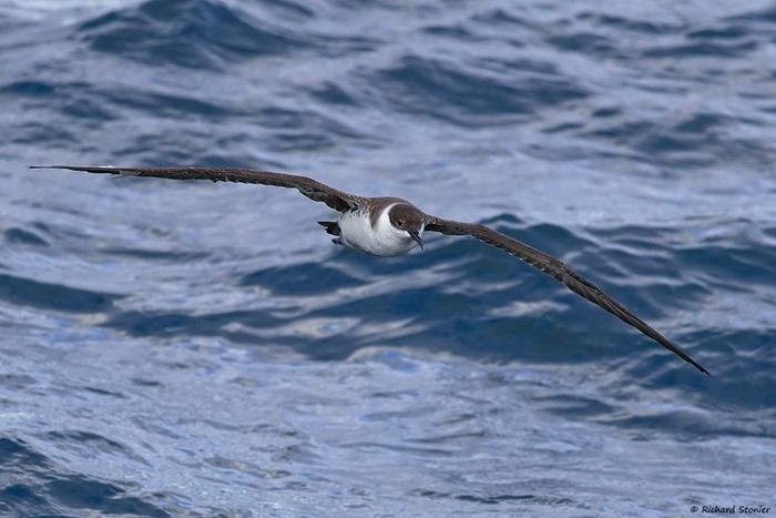 Great Shearwater