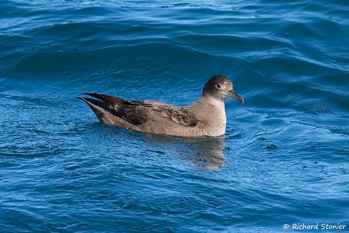 Sooty Shearwater