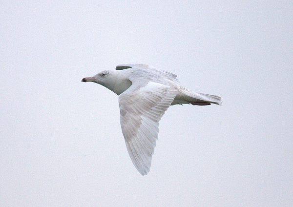 Glaucous Gull