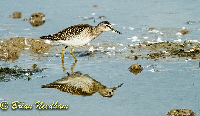 Wood Sandpiper