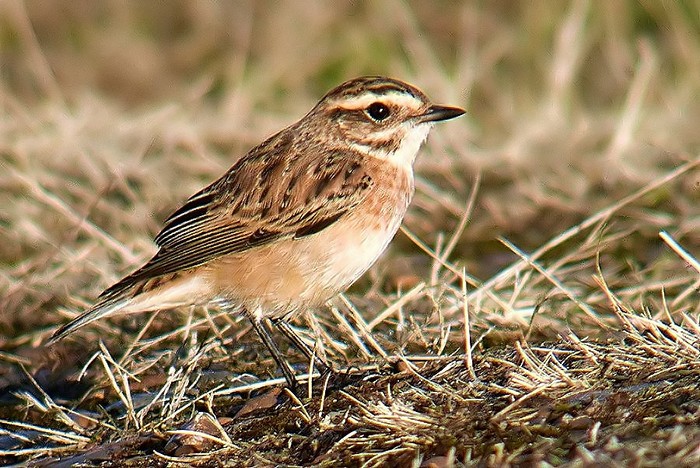 Whinchat