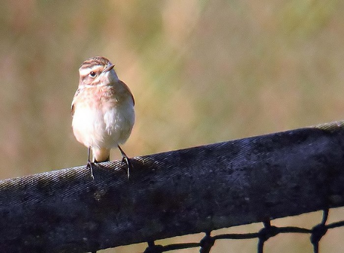 Whinchat