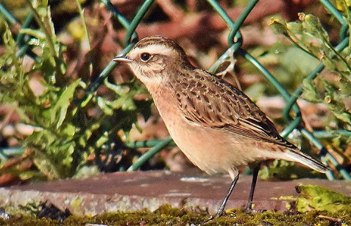 Whinchat