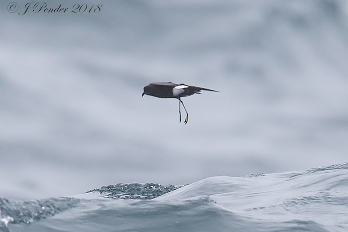 Wilson's Petrel