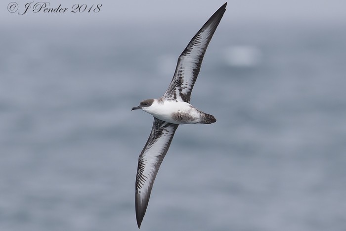 Great Shearwater