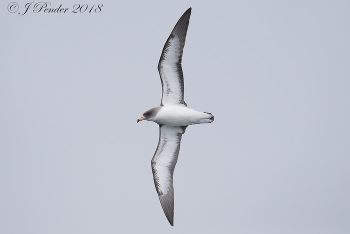 Cory's Shearwater