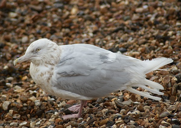 Glaucous Gull