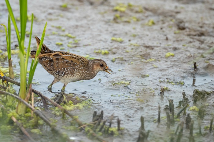 Spotted Crake