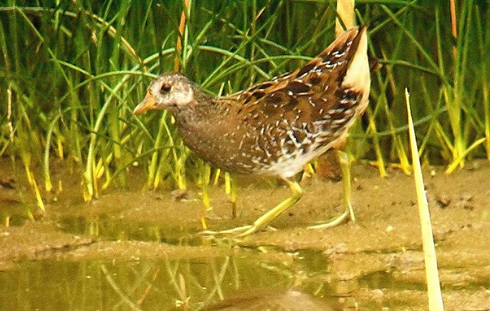 Spotted Crake