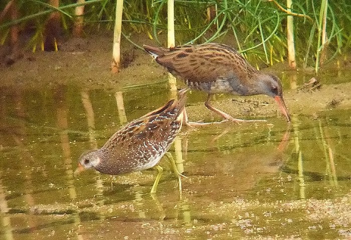 Spotted Crake