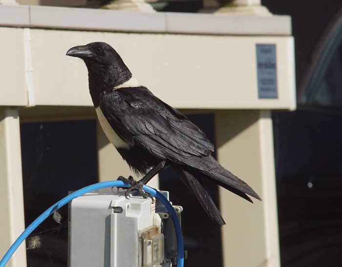 Pied crow