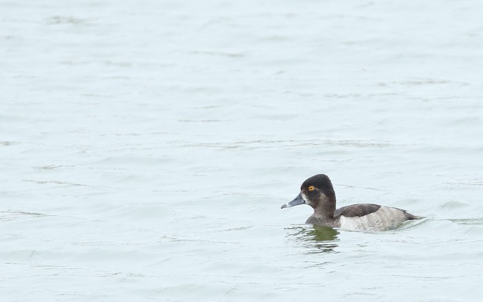 Ring-necked Duck