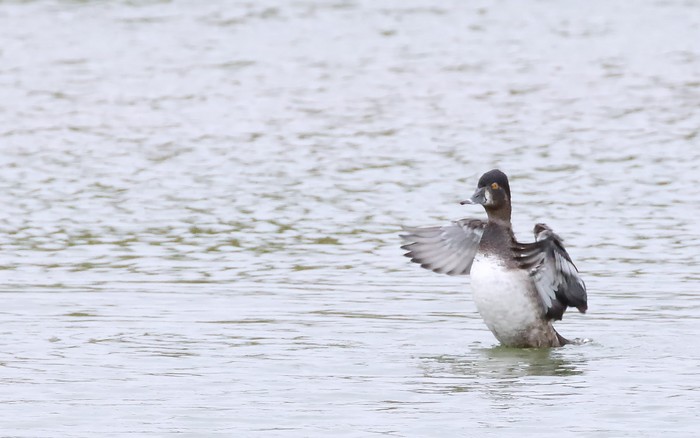 Ring-necked Duck