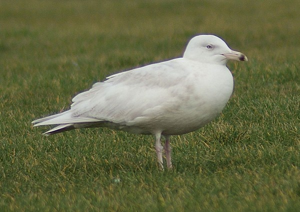 Glaucous Gull