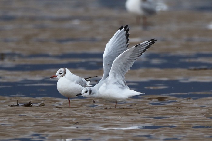 Bonaparte's Gull