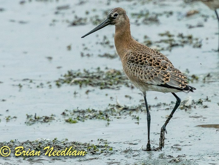 Black-tailed Godwit