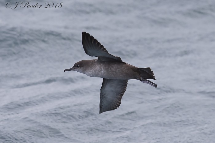 Balearic Shearwater