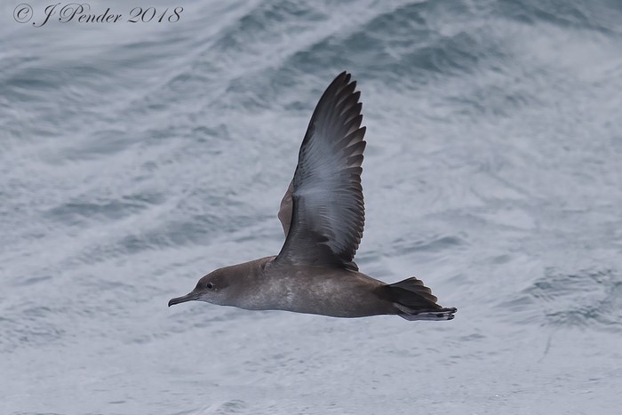 Balearic Shearwater