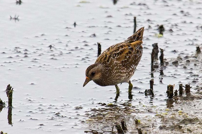 Spotted Crake