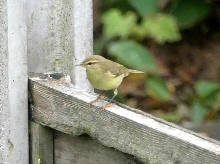 Willow Warbler