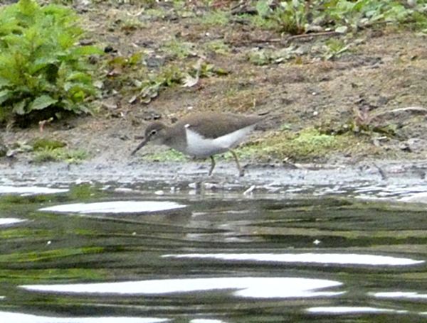 Common Sandpiper
