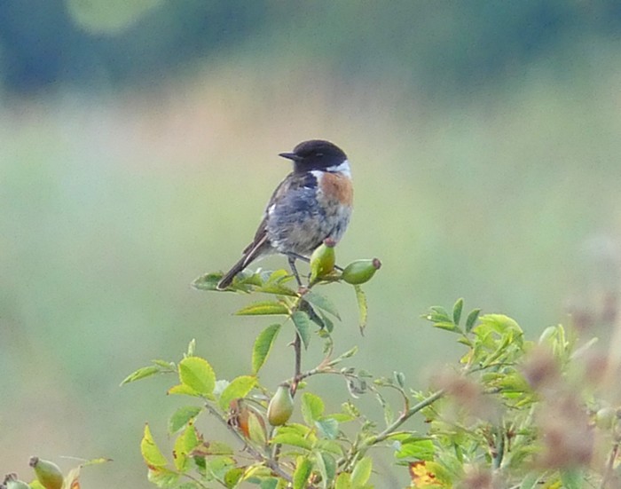 Stonechat