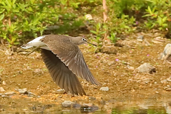 Green Sandpiper