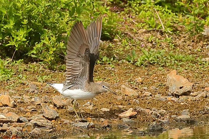 Green Sandpiper